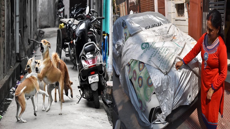 स्टेशन रोड पर कुत्तों का झुंड