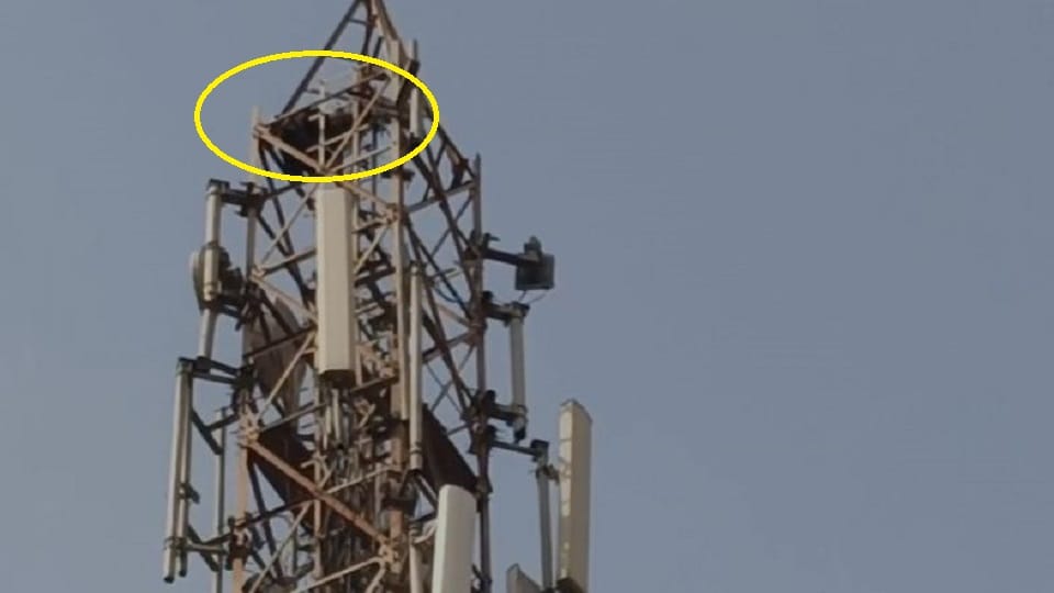 मोबाइल टॉवर पर चढ़ी विवाहिता