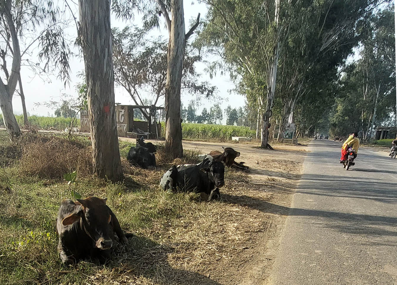 चरथावल-मुजफ्फरनगर मुख्य मार्ग पर अमीगढ़ की पुलिया के पास खेतों में घूमतें निराश्रित गोवंश चरथावल-मुजफ्फरनगर मुख्य मार्ग पर अमीगढ़ की पुलिया के पास खेतों में घूमतें निराश्रित गोवंश
