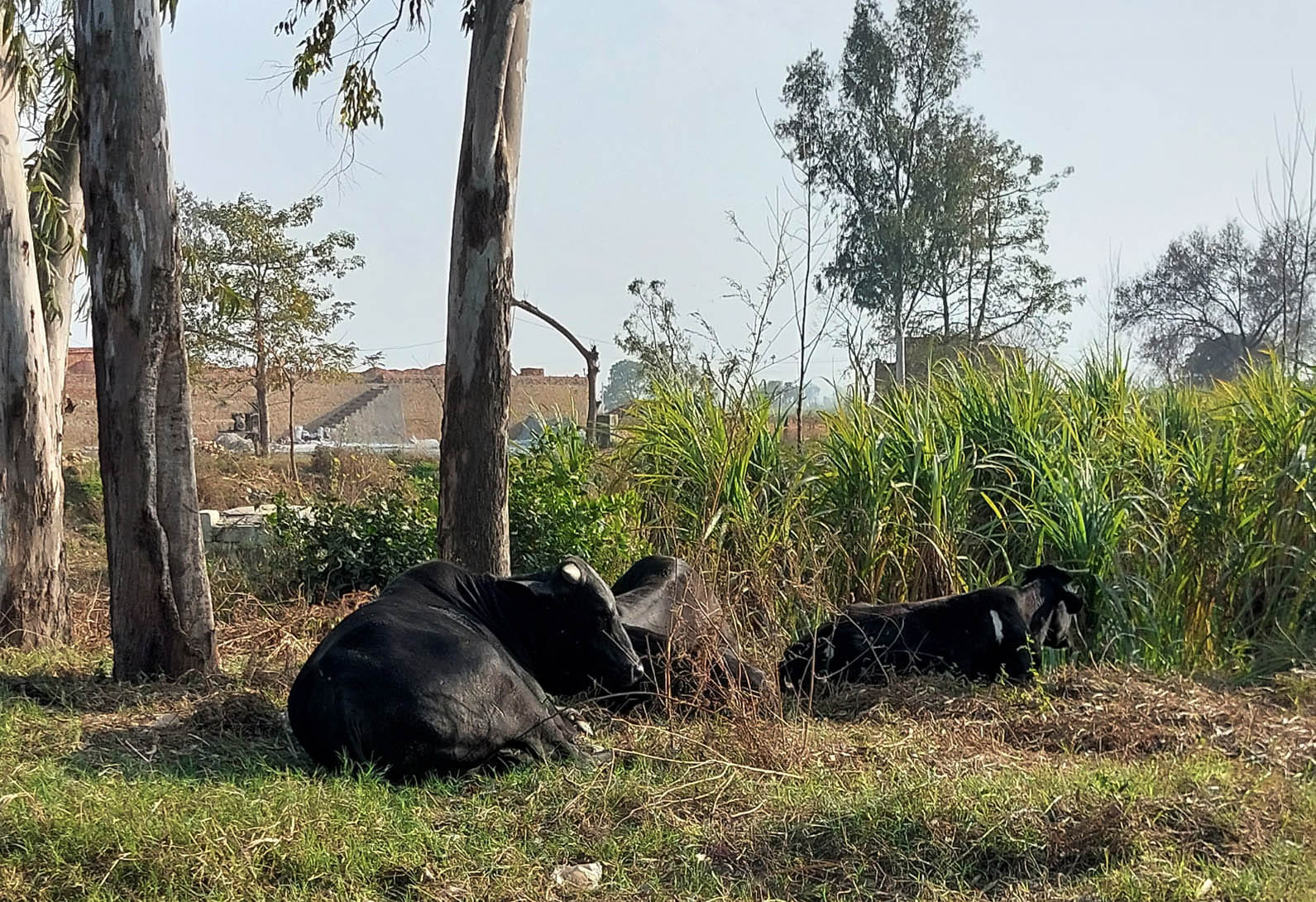 चरथावल-मुजफ्फरनगर मुख्य मार्ग पर अमीगढ़ की पुलिया के पास खेतों में घूमतें निराश्रित गोवंश चरथावल-मुजफ्फरनगर मुख्य मार्ग पर अमीगढ़ की पुलिया के पास खेतों में घूमतें निराश्रित गोवंश