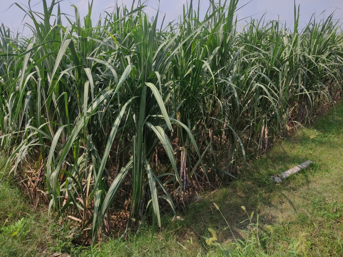अनिल कुमार, विधायक