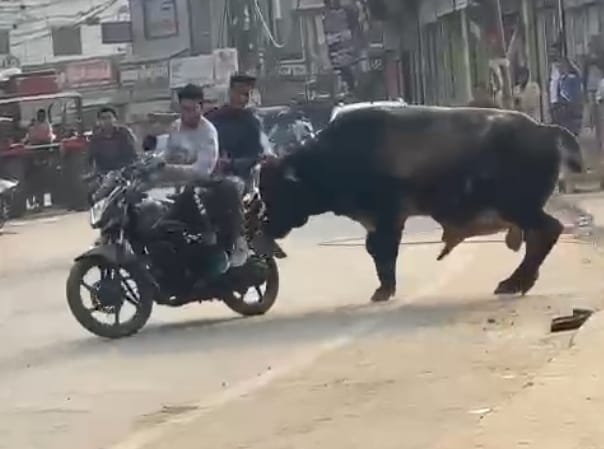 ड़ौत में बिजरौल रोड पर कार में टक्कर मारता पागल सांड ड़ौत में बिजरौल रोड पर कार में टक्कर मारता पागल सांड