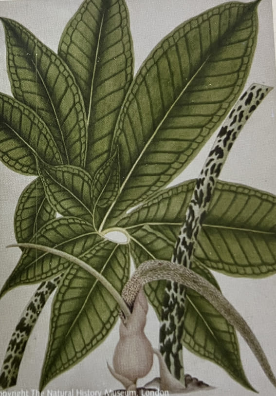 लंदन स्थित नेचुरल हिस्ट्री म्यूजियम में लगे चित्र लंदन स्थित नेचुरल हिस्ट्री म्यूजियम में लगे चित्र