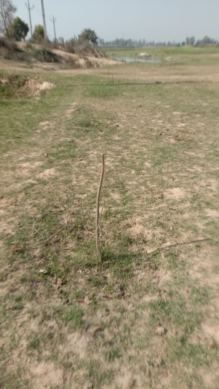ग्राम राईखेड़ा के पास सूखी पड़ी पौध, गड्ढों से पौध नष्ट होने के बाद उगी घास। संवाद