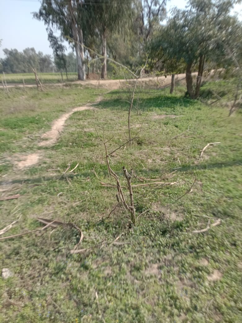 ग्राम राईखेड़ा के पास सूखी पड़ी पौध, गड्ढों से पौध नष्ट होने के बाद उगी घास। संवाद