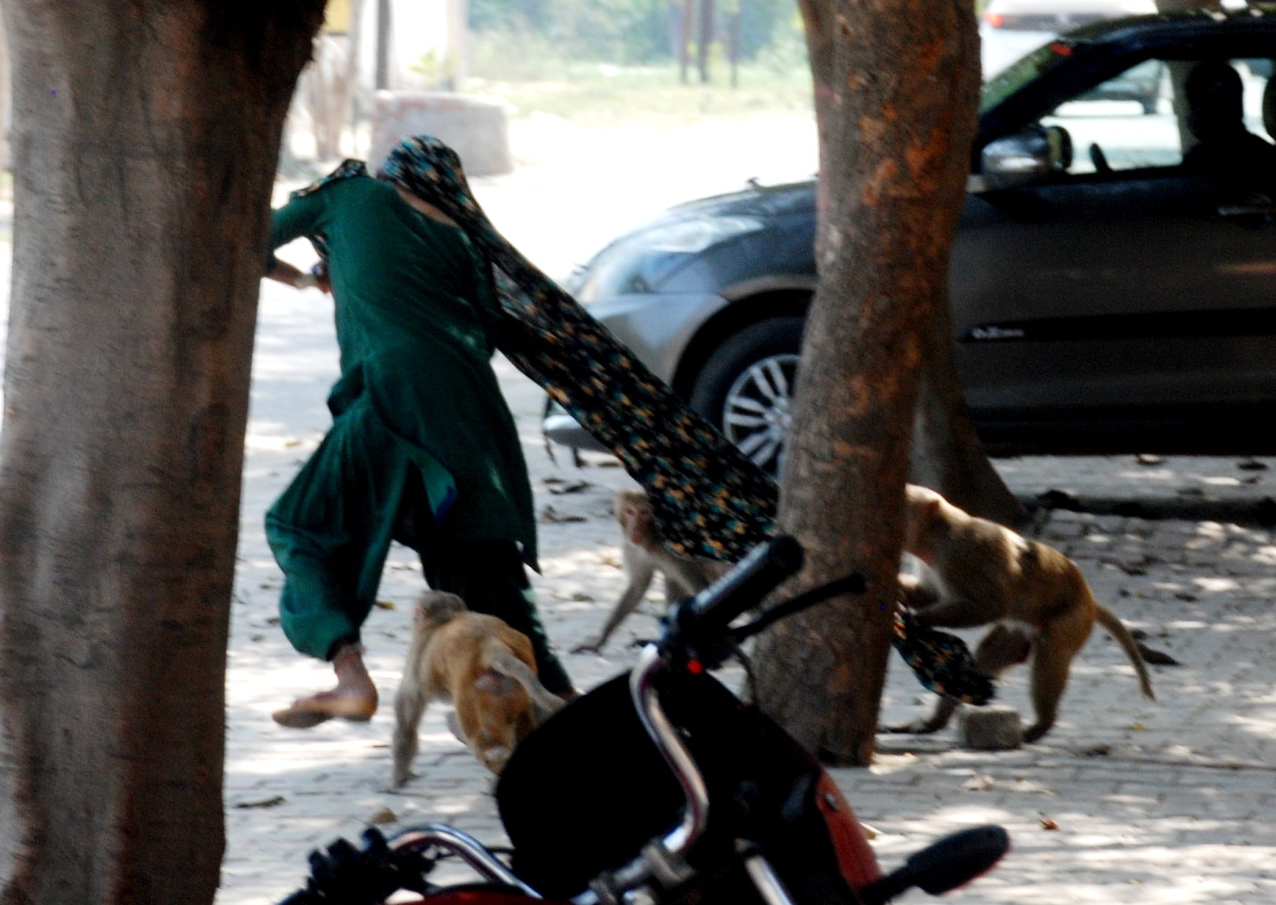 सीन दो, फिर बंदरों के झुंड ने घेरा: बागपत जिला अस्पताल में महिला को घेरते बंदरों का झुंड सीन दो, फिर बंदरों के झुंड ने घेरा: बागपत जिला अस्पताल में महिला को घेरते बंदरों का झुंड