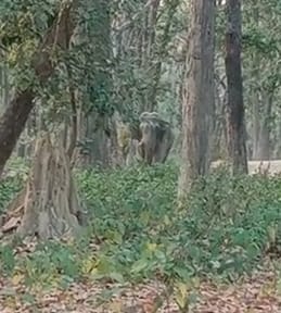 अमानगढ़ के जंगल में टूटा पड़ा हाथी का दांत। अमानगढ़ के जंगल में टूटा पड़ा हाथी का दांत।
