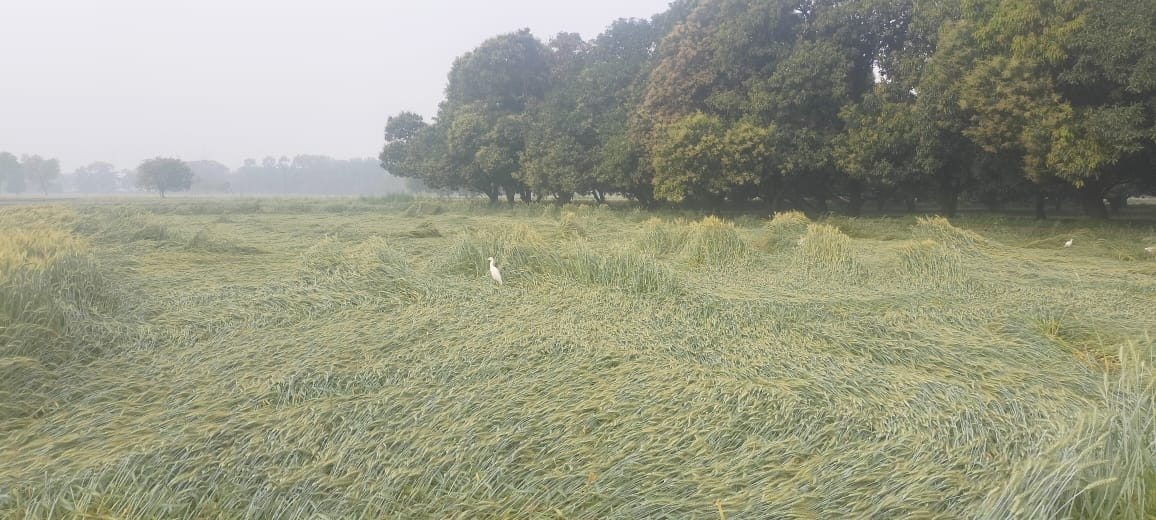 लहचौड़ा गांव में बारिश के दौरान खराब हुई  टमाटर की फसल दिखाते किसान