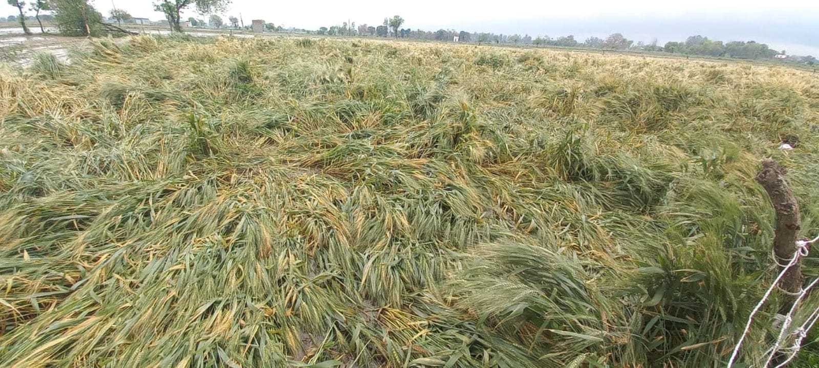 (21 बीडीएन-04) इस्लामनगर क्षेत्र में गिरी पड़ी गेहूं की फसल। संवाद (21 बीडीएन-04) इस्लामनगर क्षेत्र में गिरी पड़ी गेहूं की फसल। संवाद