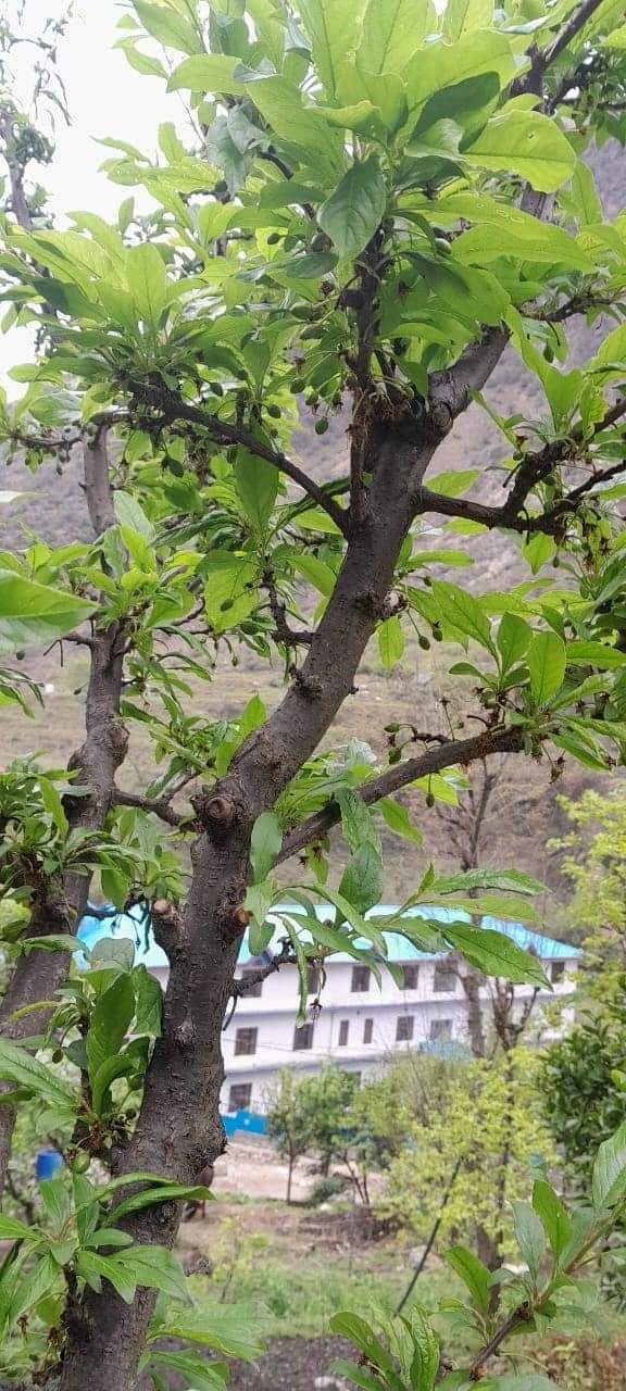 कुल्लू जिला में पलम की पेड़ो में हुई फ्लाविंग के बाद सेटिंग।-संवाद कुल्लू जिला में पलम की पेड़ो में हुई फ्लाविंग के बाद सेटिंग।-संवाद