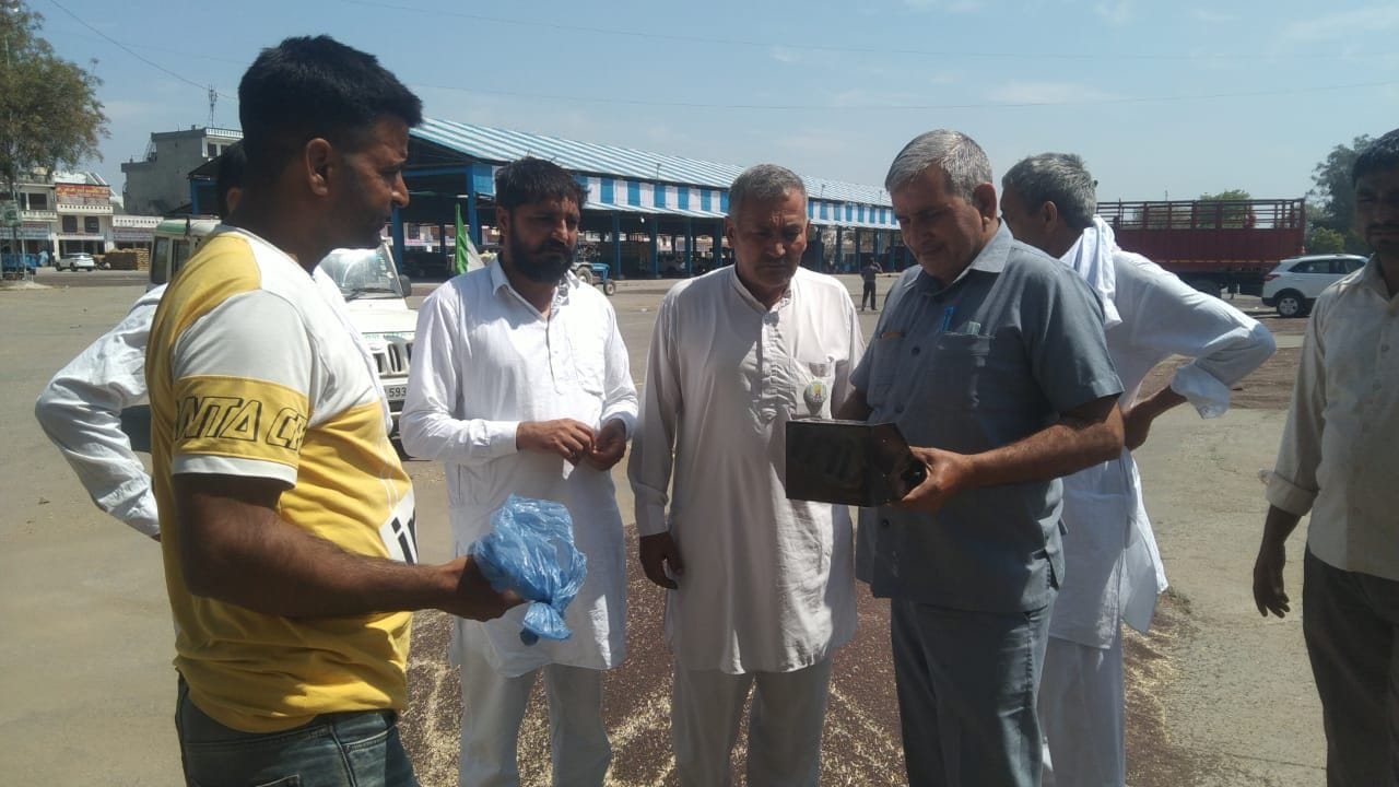 फोटो 30 - गोहाना अनाज मंडी में सरसों की फसल की नमी की जांच करते हैफेड के कर्मचारी। संवाद फोटो 30 - गोहाना अनाज मंडी में सरसों की फसल की नमी की जांच करते हैफेड के कर्मचारी। संवाद