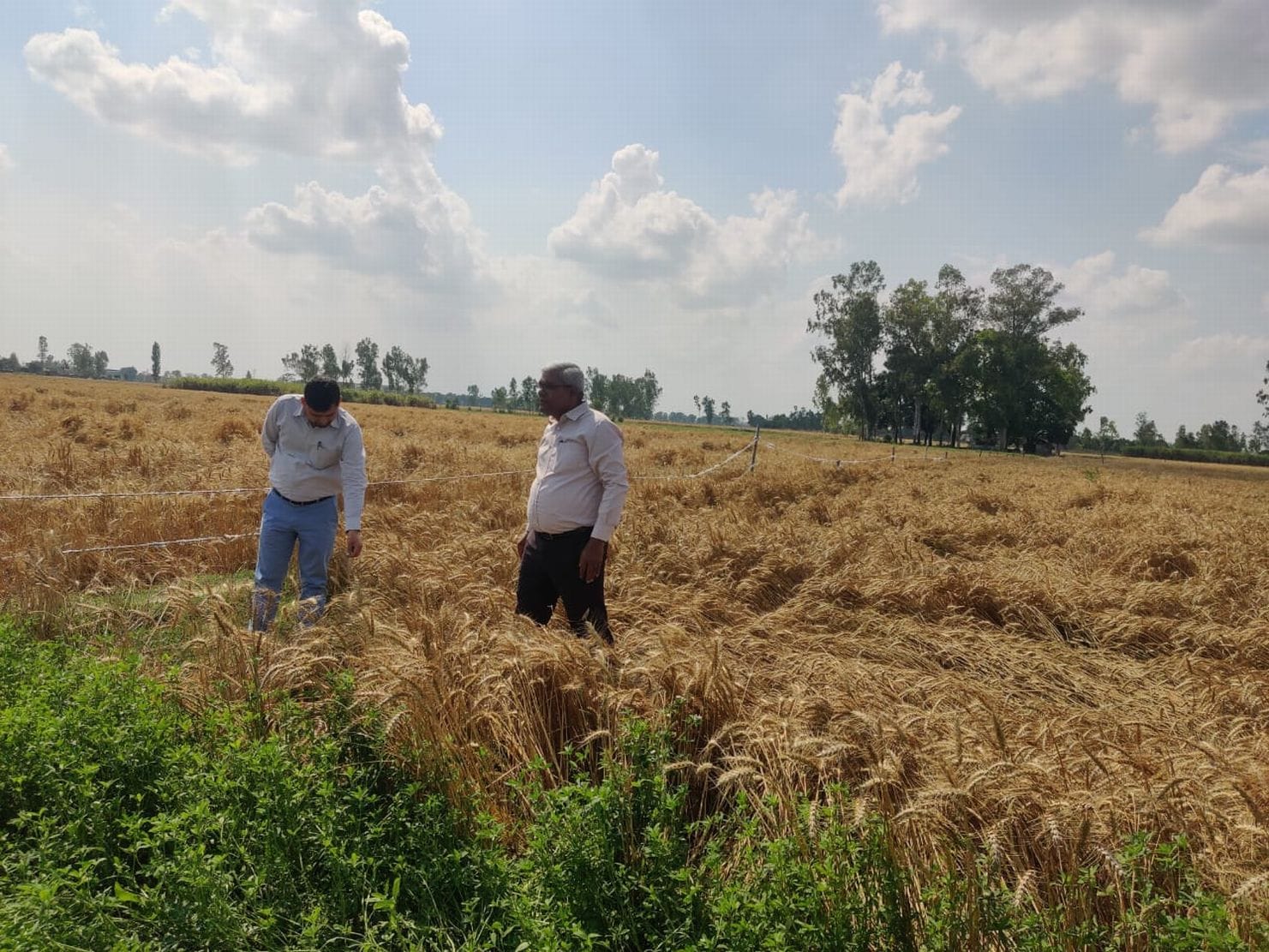 शुक्रवार रात हुई तेज बारिश और ओलावृष्टि से बंडा क्षेत्र के एक खेत में गिरी गेहूं की फसल। संवाद शुक्रवार रात हुई तेज बारिश और ओलावृष्टि से बंडा क्षेत्र के एक खेत में गिरी गेहूं की फसल। संवाद