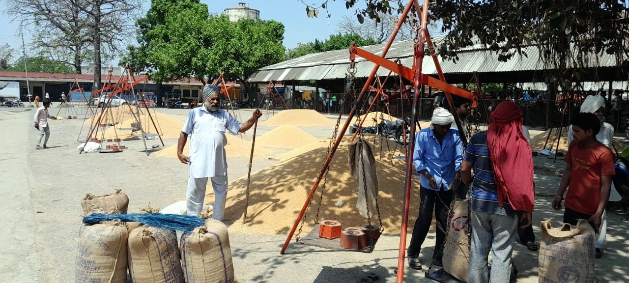 मंडी के गेहूं खरीद केंद्रो पर सन्नाटा मंडी के गेहूं खरीद केंद्रो पर सन्नाटा