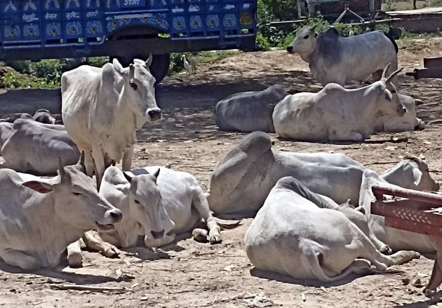 फूलबेहड़ के सिकटिहा गांव में घूमते छुट्टा गोवंश