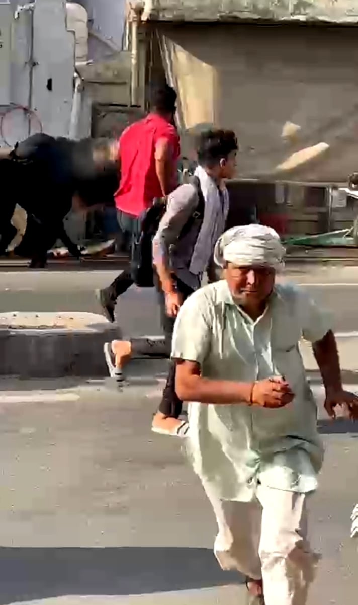 बागपत-मेरठ हाईवे पर भिड़ते छुट्टा पशु