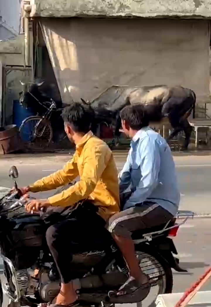 बागपत-मेरठ हाईवे पर भिड़ते छुट्टा पशु