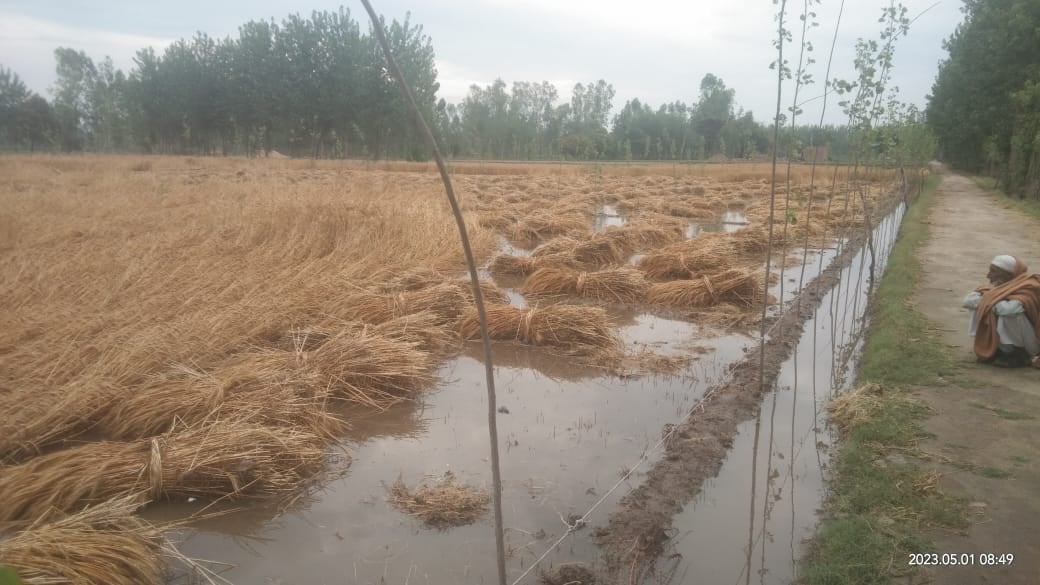 सहारनपुर में बरसात के कारण भिगी गेंहू की फसल सहारनपुर में बरसात के कारण भिगी गेंहू की फसल