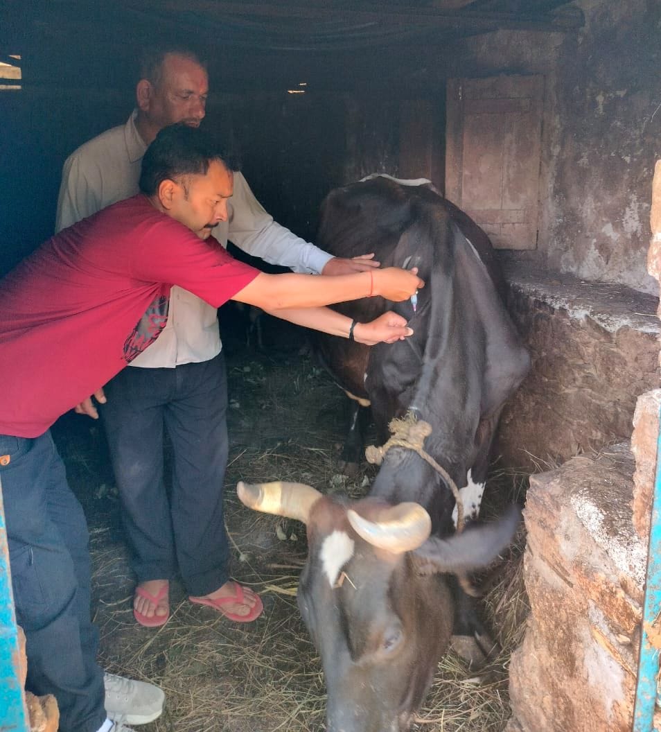 धारचूला के जुम्मा में पशुपालकों को दवा देती टीम। संवाद धारचूला के जुम्मा में पशुपालकों को दवा देती टीम। संवाद