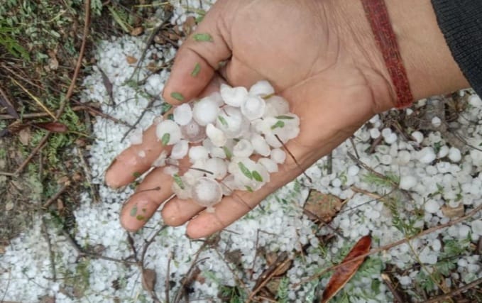 ख्योवाली में पेड़ पर गिरी बिजली। संवाद ख्योवाली में पेड़ पर गिरी बिजली। संवाद