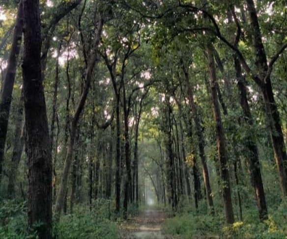 टाइगर रिजर्व में वितरण करता बाघ। संवाद