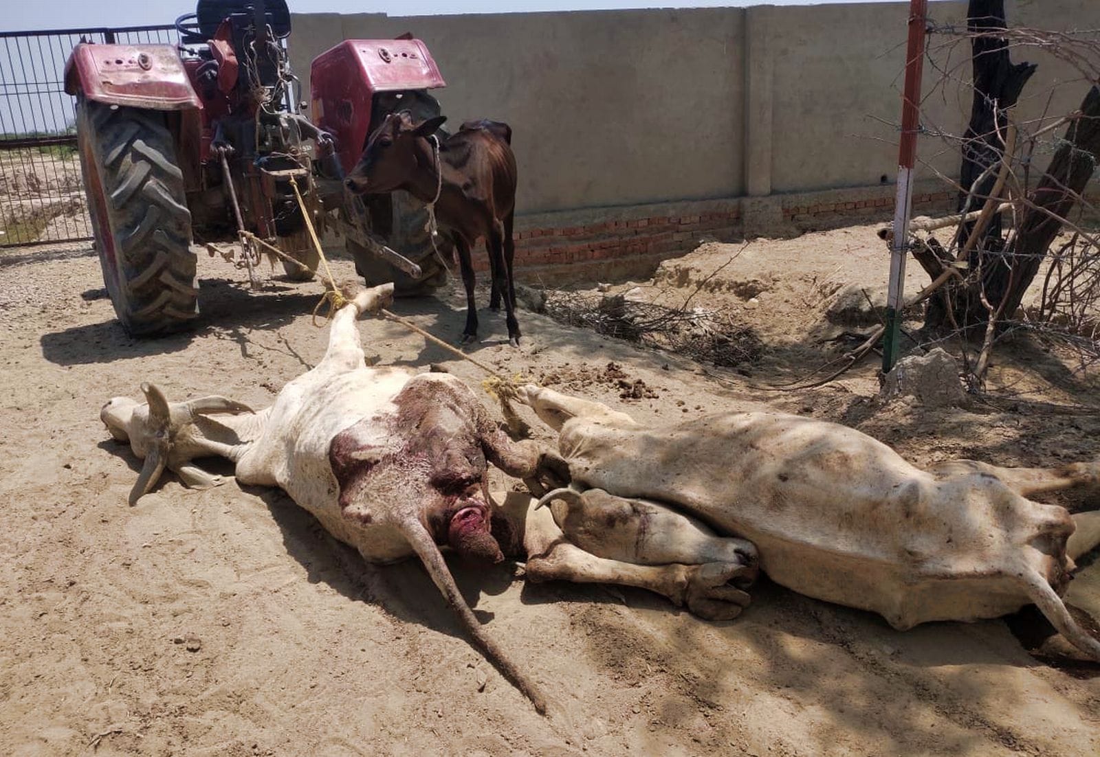 दातागंज तहसील के कुरखेड़ा की गोशाला में मृत पड़ी गाय। संवाद दातागंज तहसील के कुरखेड़ा की गोशाला में मृत पड़ी गाय। संवाद