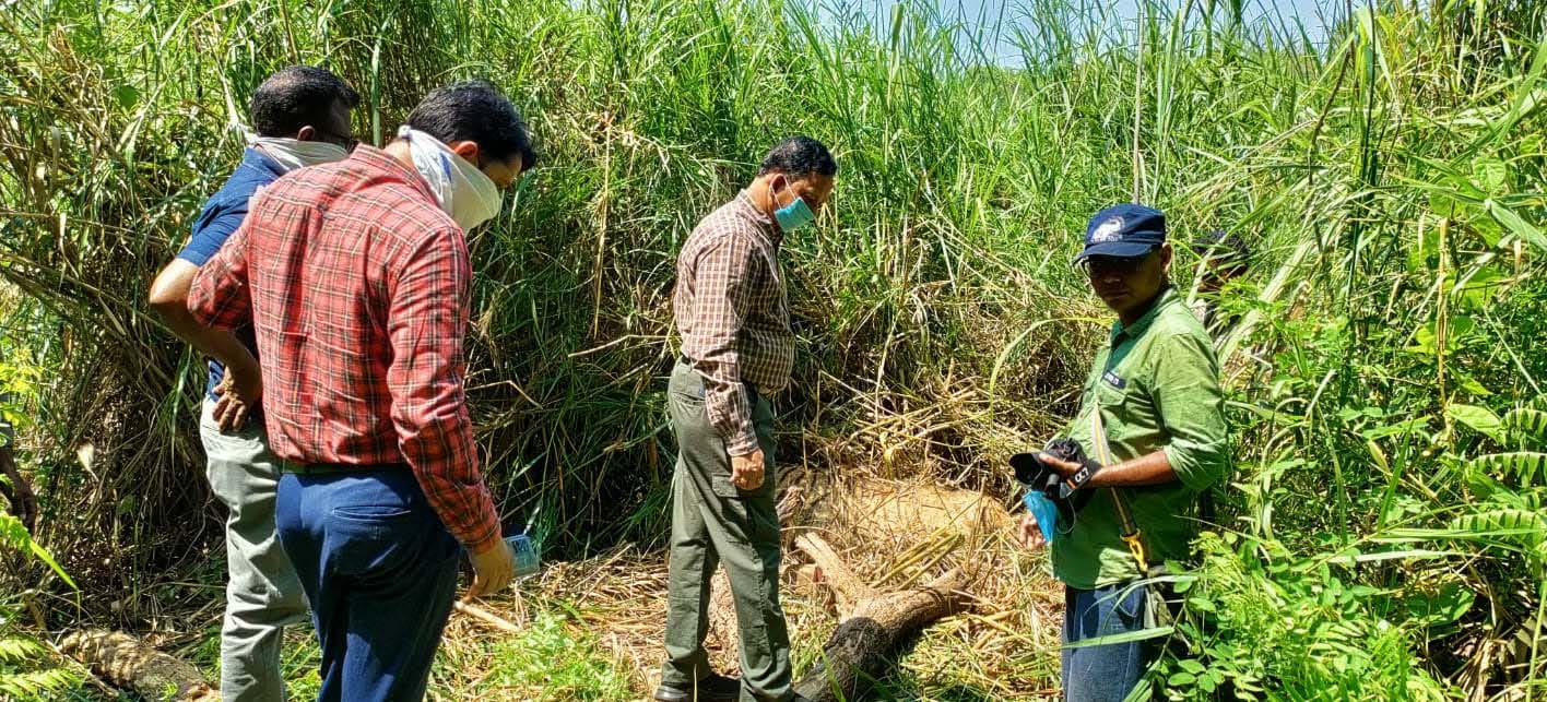 किशनपुर सेंक्चुरी की मैलानी रेंज में मिला बाघ का शव।