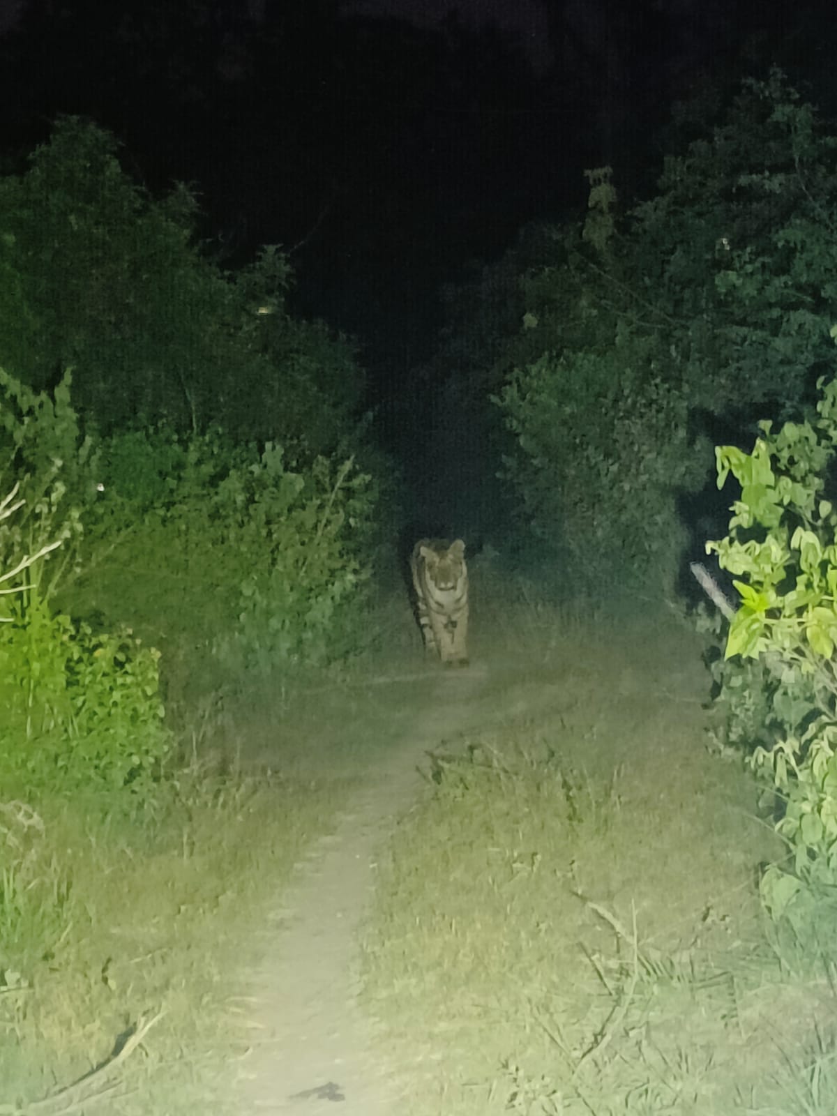 खन्नौत नदी की झाड़ियों में बाघ पकड़ने को लगाया जा रहा पिंजरा। संवाद