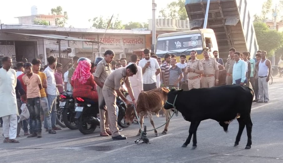 बड़गांव में सड़क के बीचोबीच खूंटा गाड़ बांधा गया छुट्टा गौवंश