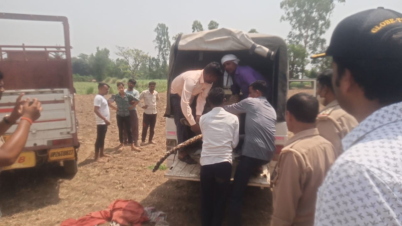 खेत में मृत पड़ा तेंदुआ। संवाद