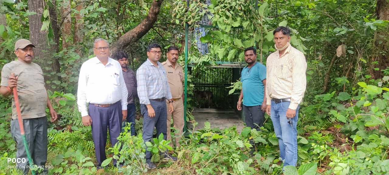 हरदोई ब्रांच नहर के 13 मील के समीप नहर पटरी पर बैठा बाघ। हरदोई ब्रांच नहर के 13 मील के समीप नहर पटरी पर बैठा बाघ।