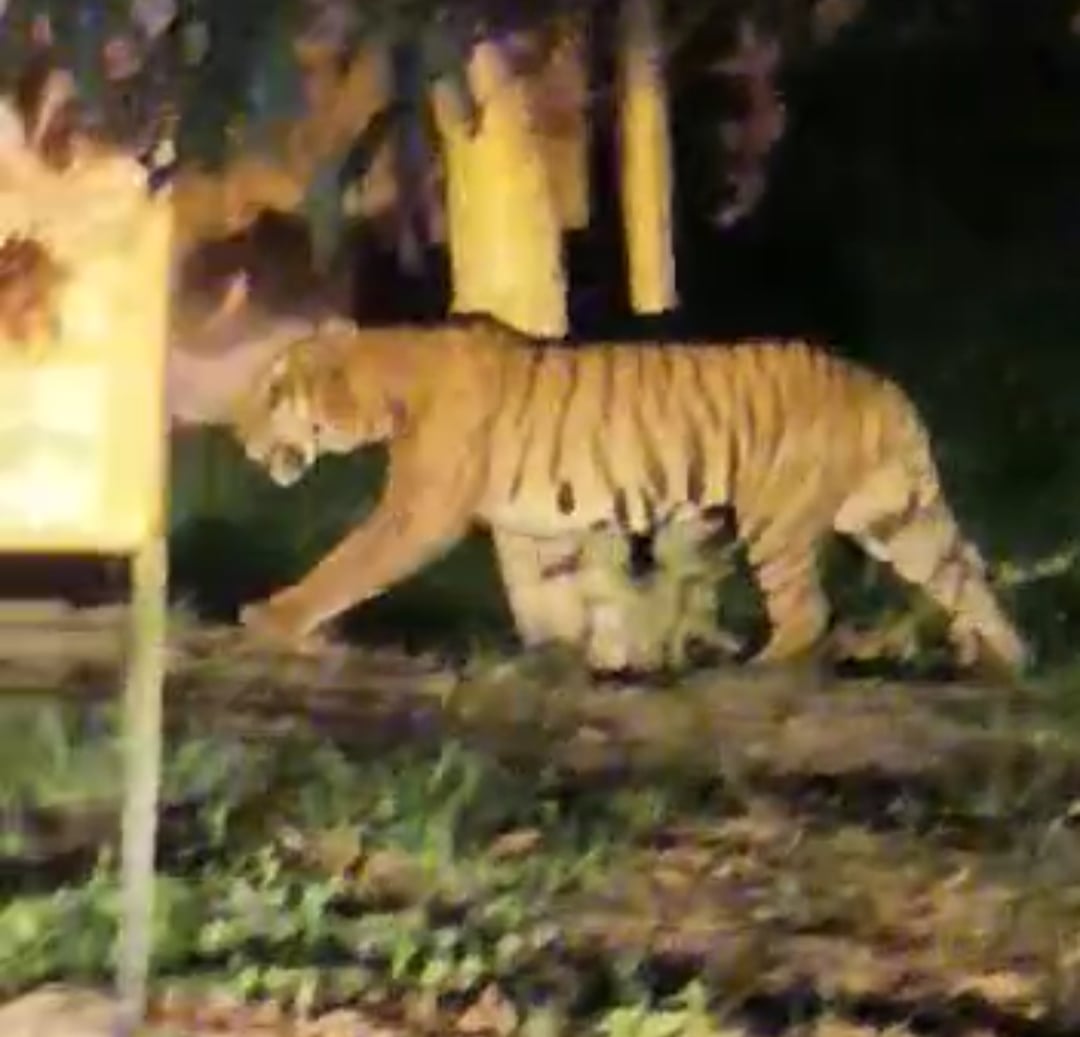 हरदोई ब्रांच नहर के 13 मील के समीप नहर पटरी पर बैठा बाघ। हरदोई ब्रांच नहर के 13 मील के समीप नहर पटरी पर बैठा बाघ।