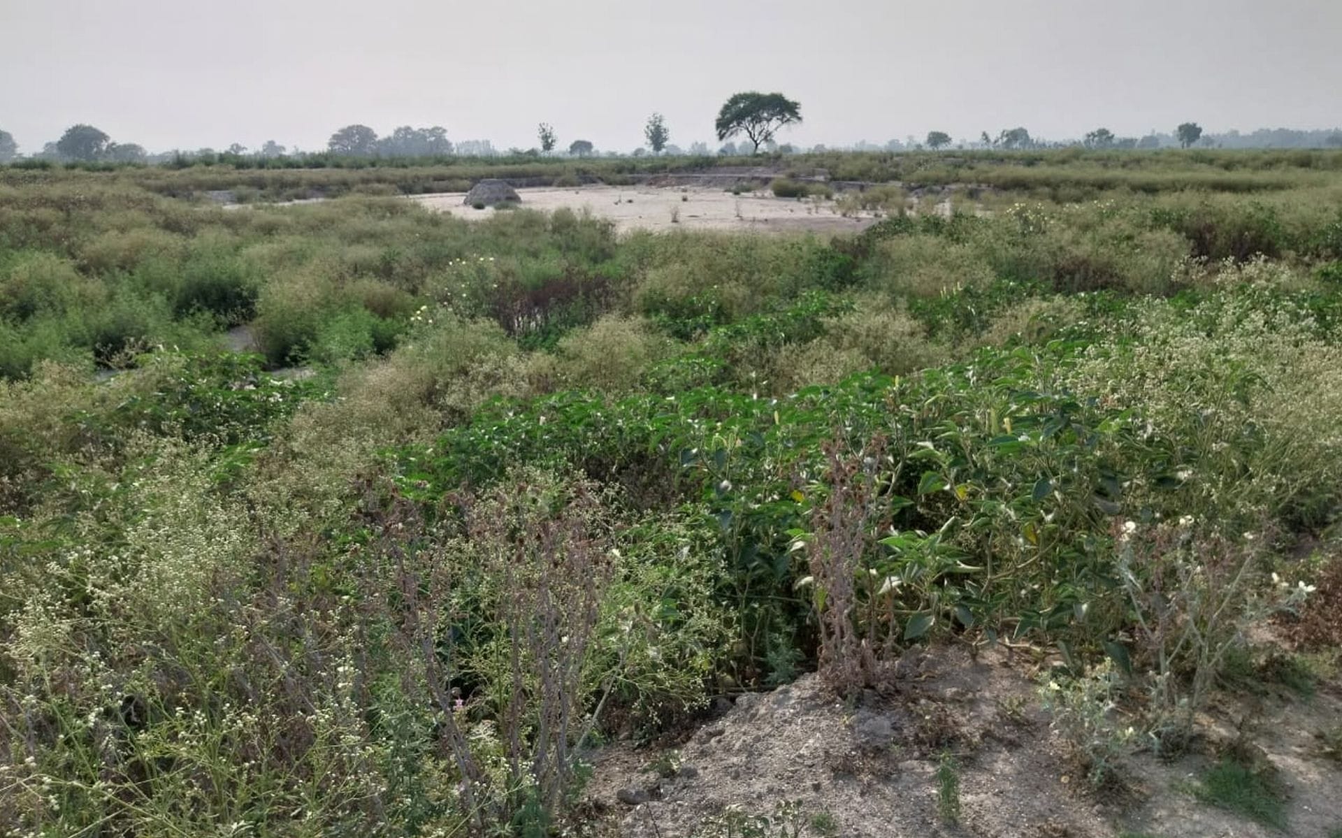 सालारपुर ब्लॉक के दारानगर गांव में जलभराव। संवाद