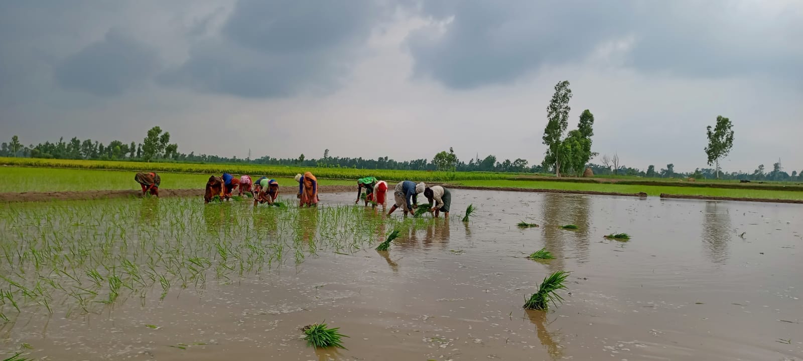 फोटो 4 गजरौला क्षेत्र में पानी में गिरे ई-रिक्शा को उठाते लोग।