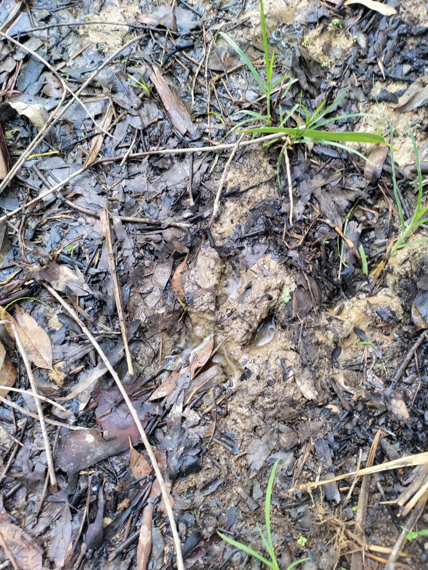 पंडरी गांव में मौका मुआयना करते वन अफसर।