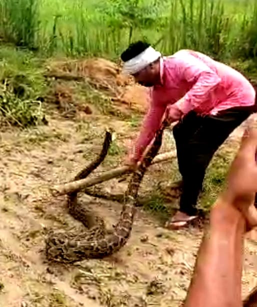 ओर ये लाठी से दबोच लिया: मवीकलां गांव के जंगल में अजगर को लाठी से पकड़ने का प्रयास करता युवक गु