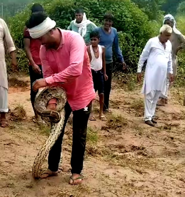 ओर ये लाठी से दबोच लिया: मवीकलां गांव के जंगल में अजगर को लाठी से पकड़ने का प्रयास करता युवक गु
