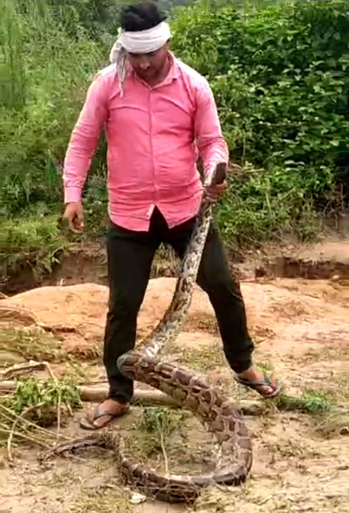 ओर ये लाठी से दबोच लिया: मवीकलां गांव के जंगल में अजगर को लाठी से पकड़ने का प्रयास करता युवक गु