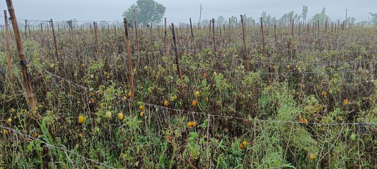 सब्जी मंडी में बिकने को रखी सब्जियां।