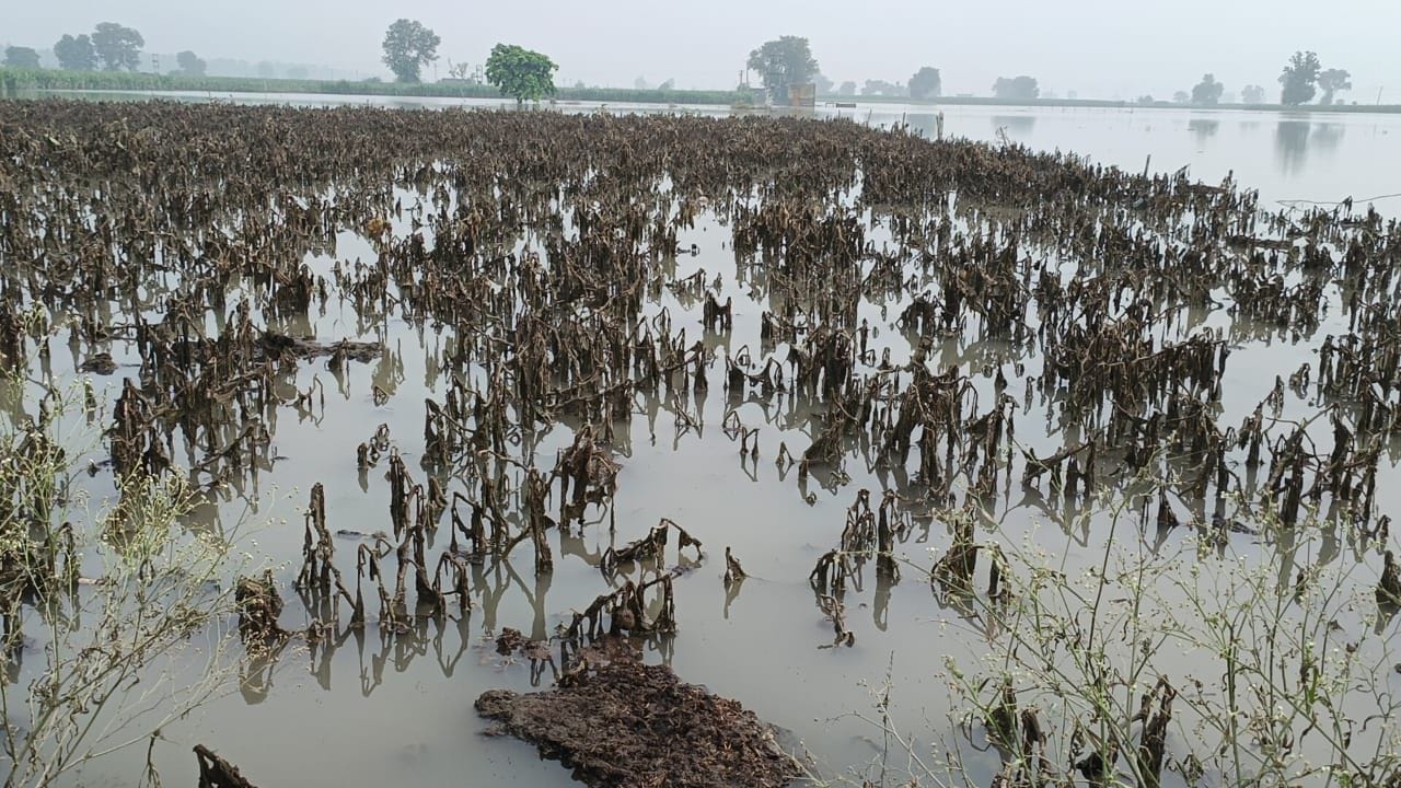 फोटो :39: गांव गढ़ मिरकपुर के पास यमुना का जलस्तर कम होने के बाद खेत में दिखाई दे रही प्रभावित फोटो :39: गांव गढ़ मिरकपुर के पास यमुना का जलस्तर कम होने के बाद खेत में दिखाई दे रही प्रभावित