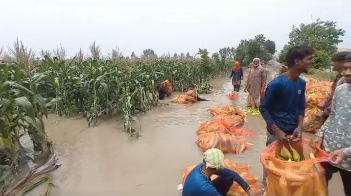 फोटो :41: गांव मनौली में स्वीट कॉर्न की फसल को पानी से निकालने किसान। फोटो :41: गांव मनौली में स्वीट कॉर्न की फसल को पानी से निकालने किसान।