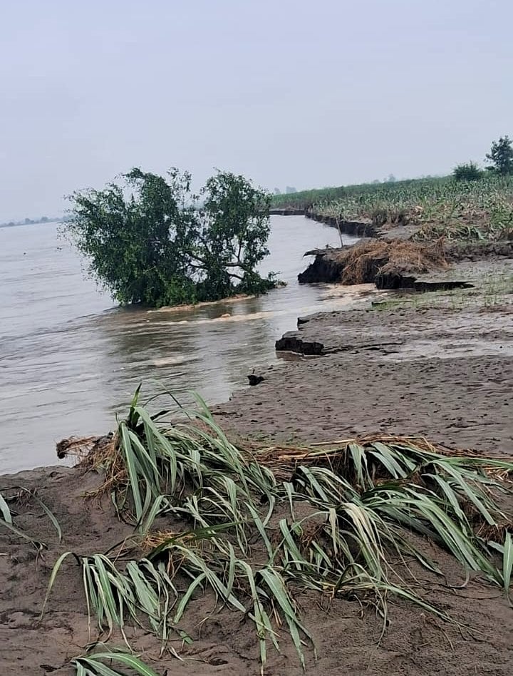 सुभानपुर गांव में यमुना का पानी आने से खराब हुई ज्वार की फसल सुभानपुर गांव में यमुना का पानी आने से खराब हुई ज्वार की फसल