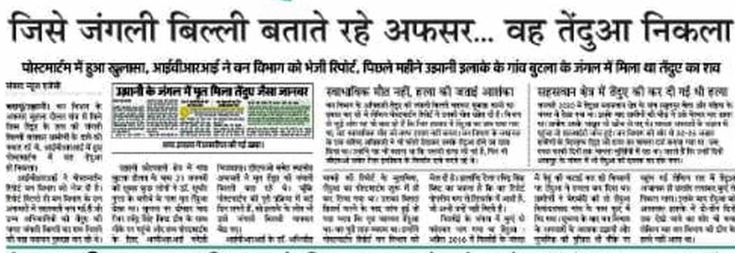 बिसौली क्षेत्र में तेंदुए की दस्तक को लेकर जुटी वन विभाग की टीम।