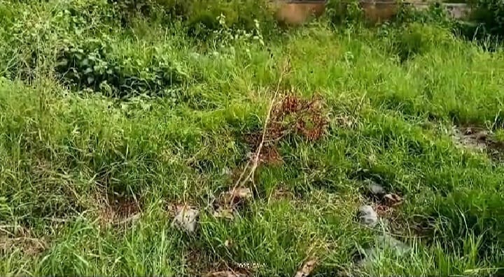 पूरनपुर के विघुत केंद्र में पौधारोपण को मंगवा कर रखे गए पौंधे । संवाद