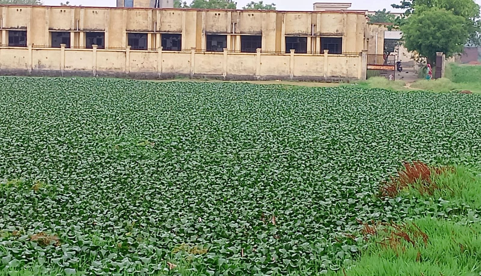 सैदपुर के राजकीय कन्या इंटर कॉलेज के पास स्थित तालाब।