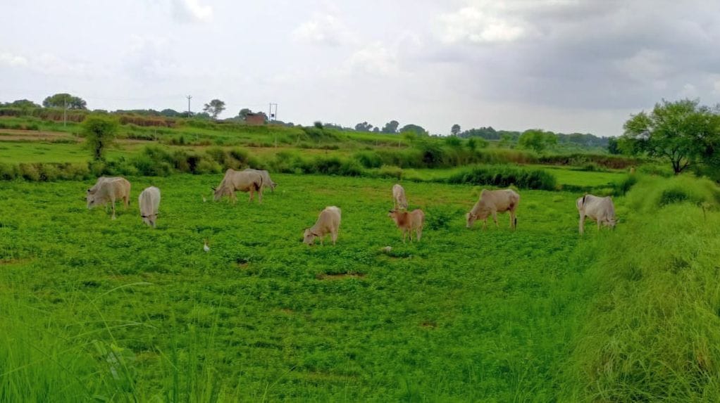 कोसम इनाम गांव का निर्माणाधीन गोशाला संवाद कोसम इनाम गांव का निर्माणाधीन गोशाला संवाद