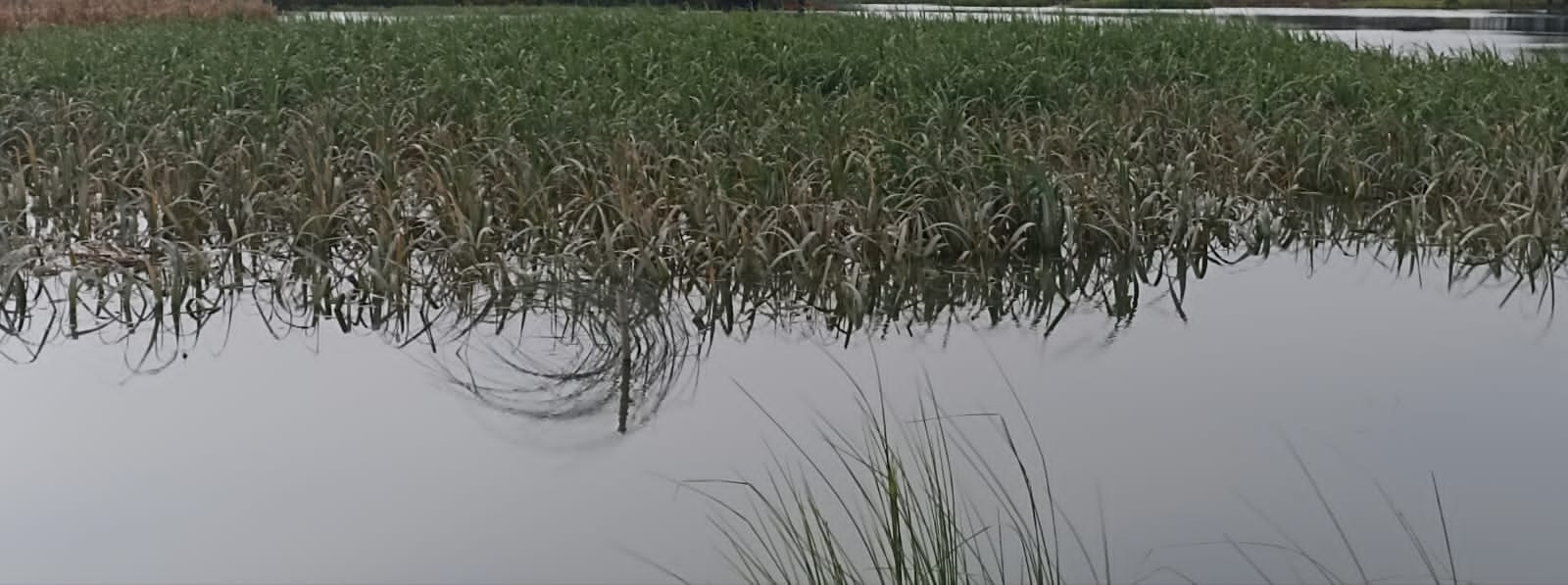 मिर्जापुर बाढ़ में डूबकर नष्ट हुईं खरीफ फसलें। संवाद