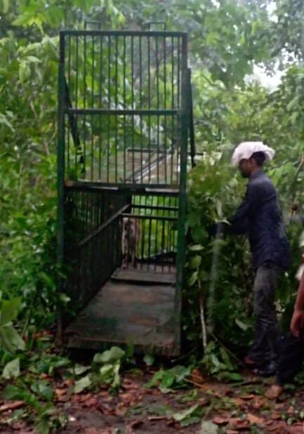 ग्रामीणो से तेदुए के बारे में जानकारी करते वन कर्मी । संवाद ग्रामीणो से तेदुए के बारे में जानकारी करते वन कर्मी । संवाद
