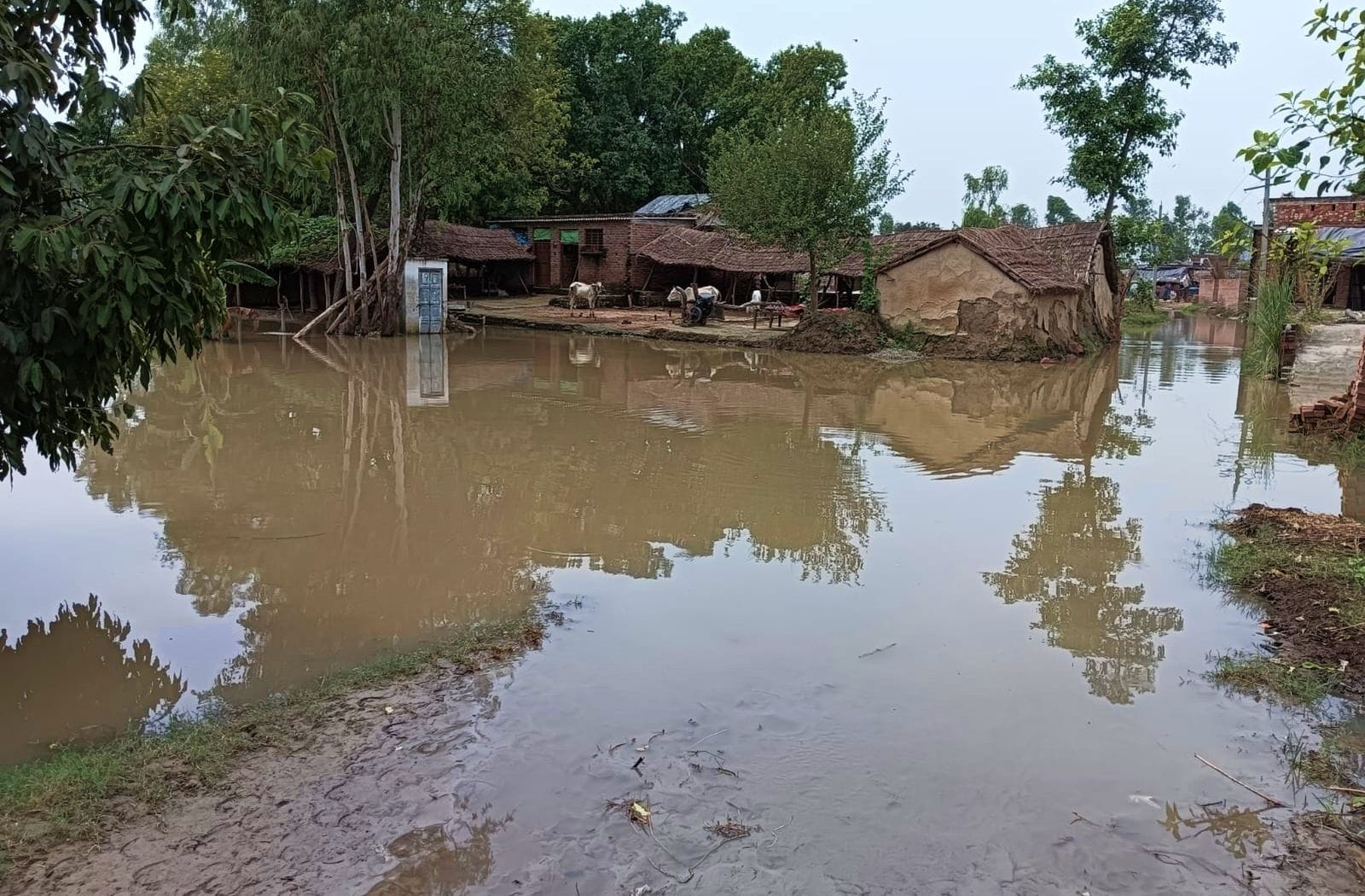 उसहैत के बेहटी गांव में कटान कर रही गंगा। संवाद उसहैत के बेहटी गांव में कटान कर रही गंगा। संवाद