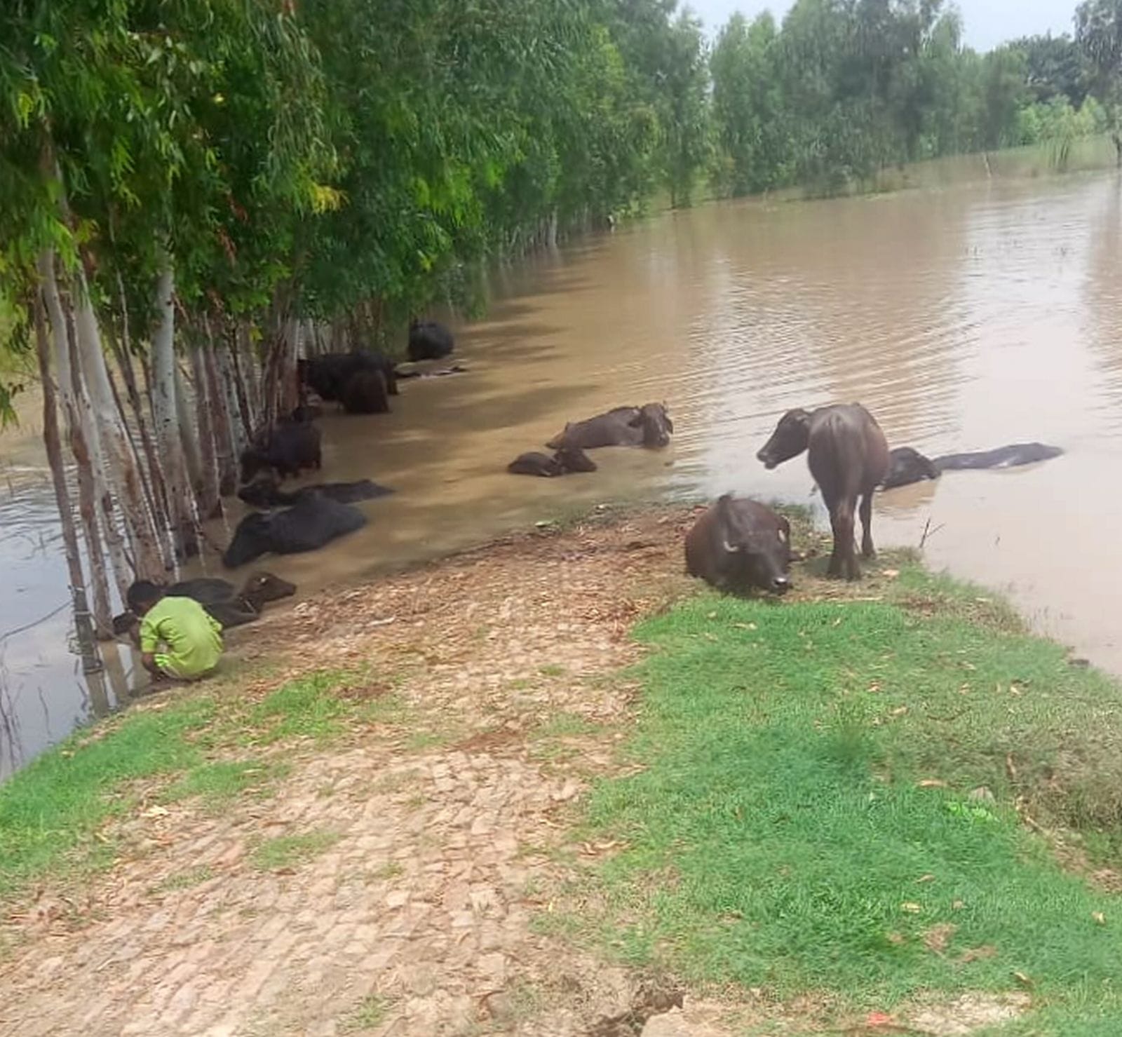 कमले नगला में पन्नी डालकर रह रहे लोग। संवाद