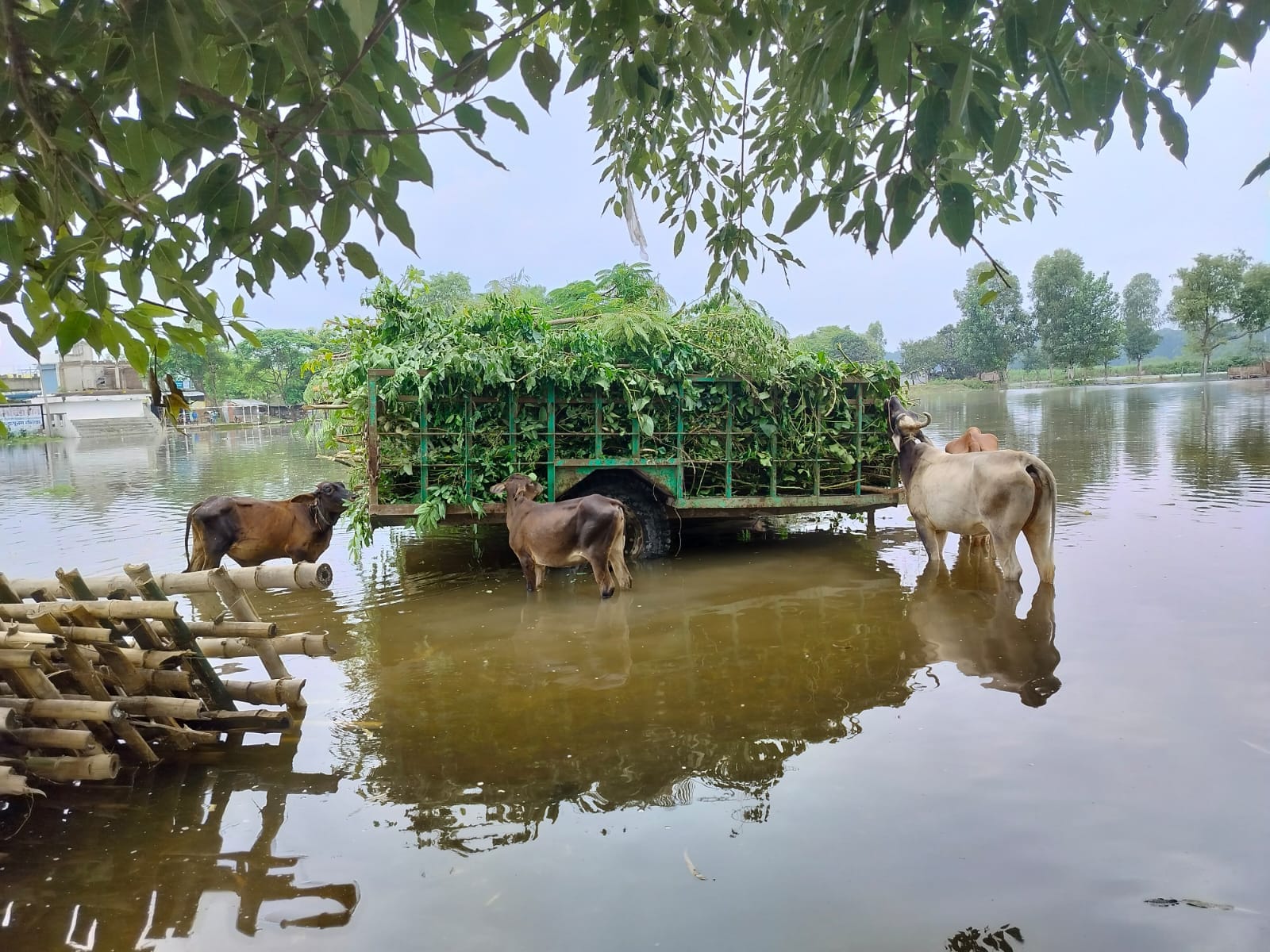शारदा नदी के उफनाने पर चंदिया हजारा में शाम कोे पानी आने की जानकारी लोगोे को देते एसडीएम । संवा